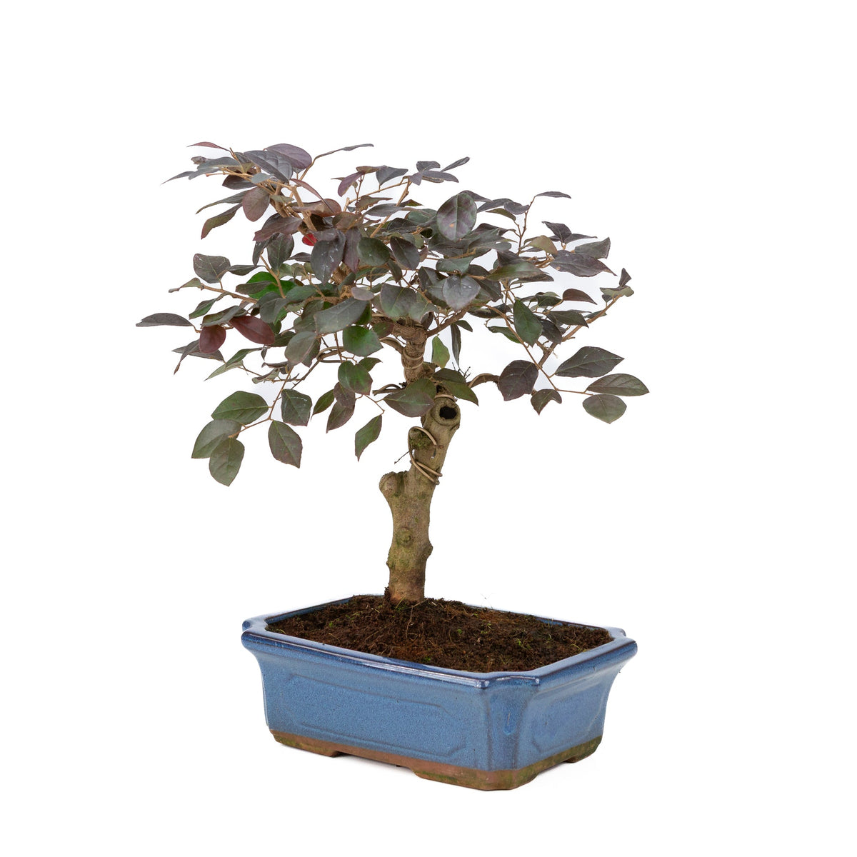 Bonsai di Loropetalum rubra in vaso blu 24 cm, altezza ~40 cm