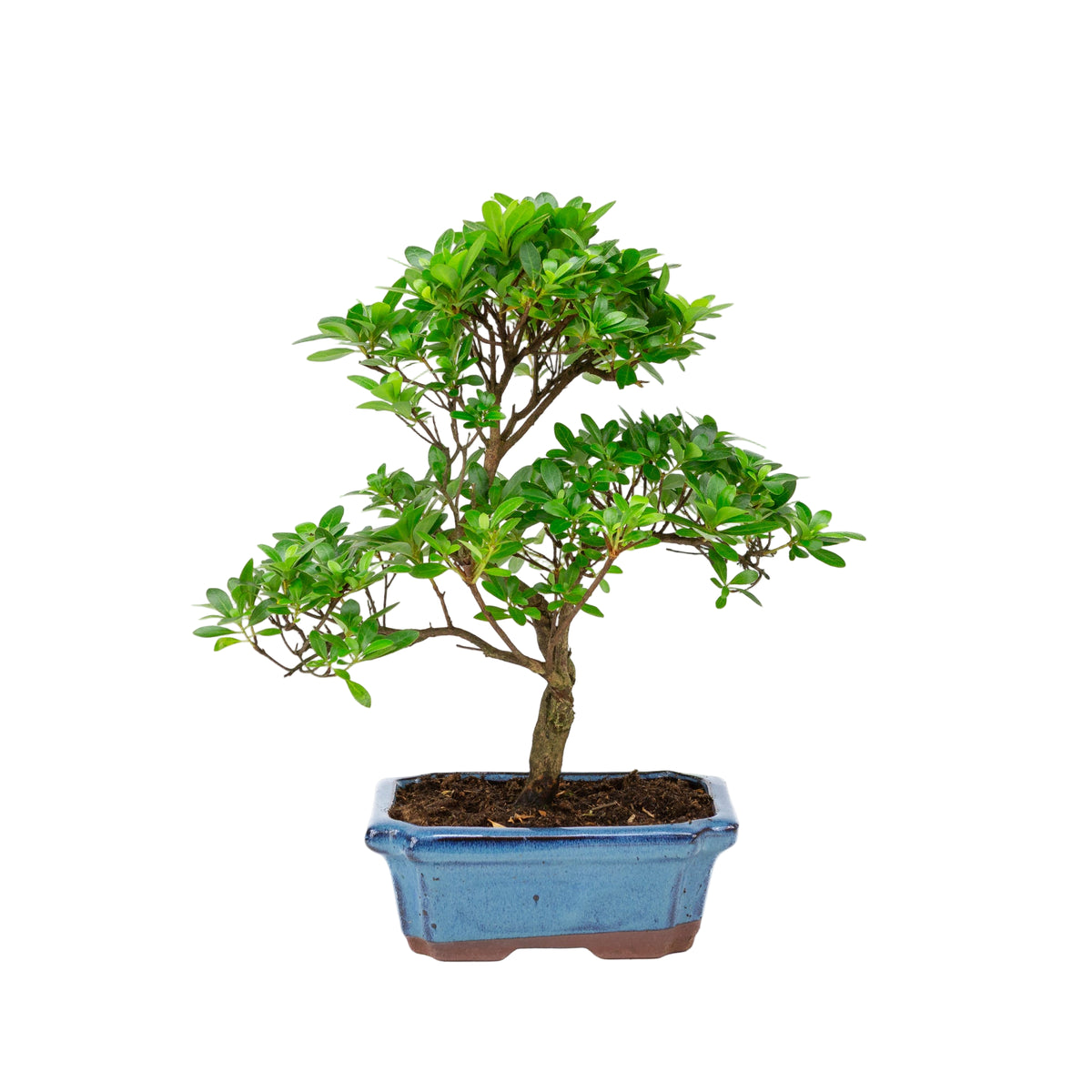 Rhododendron indicum S-vorm blauwe pot 18cm, hoogte ~36cm