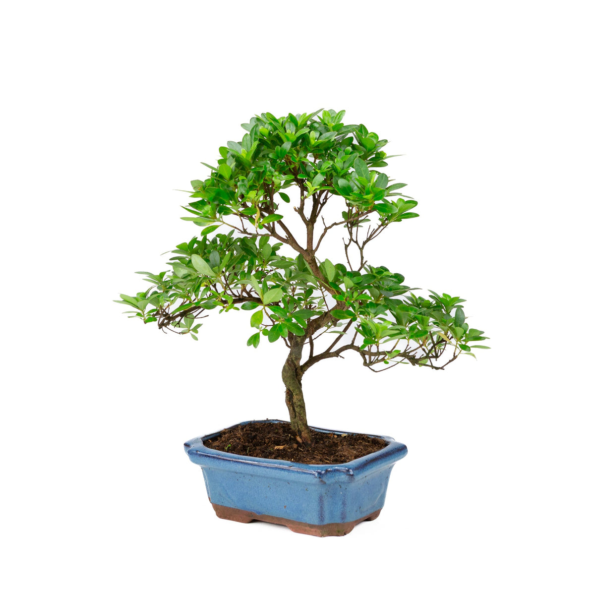 Rhododendron indicum forma a S vaso blu 18cm, altezza ~36cm