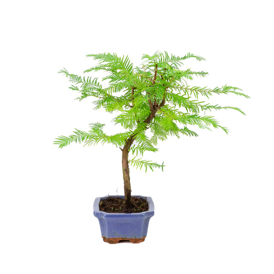 Metasequoia glyptostroboides vaso 15cm, altezza ~35cm