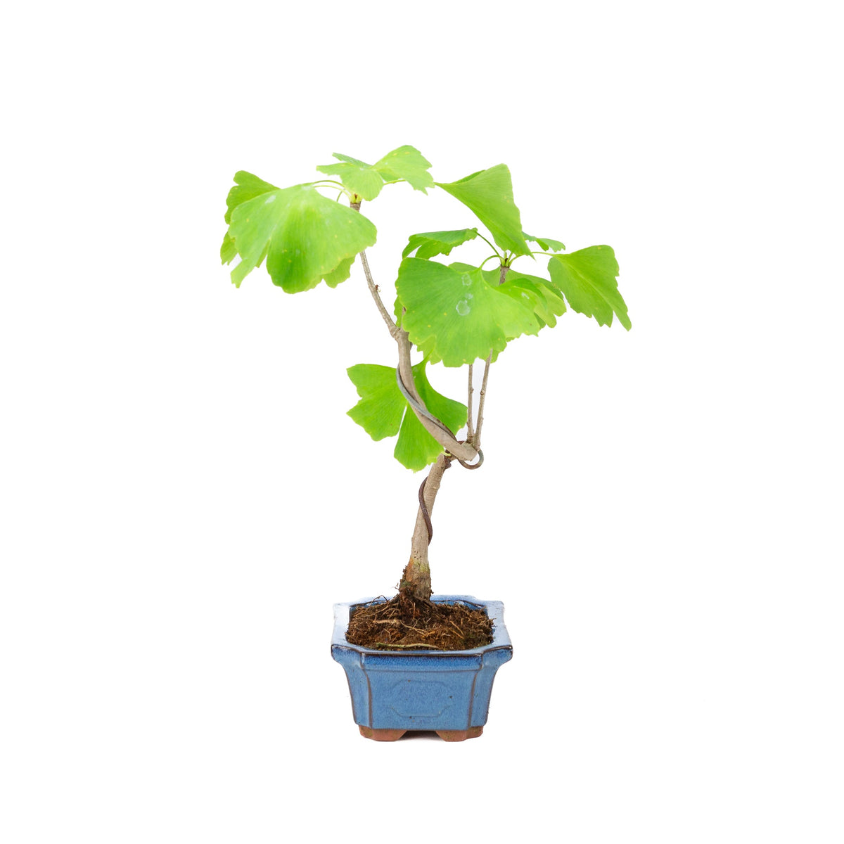 Ginkgo biloba (albero dei ventagli) vaso rettangolare blu 15cm, altezza ~32cm