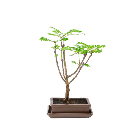 Phyllanthus buxifolius Bonsai in bruine pot 15.5cm, hoogte ~33cm
