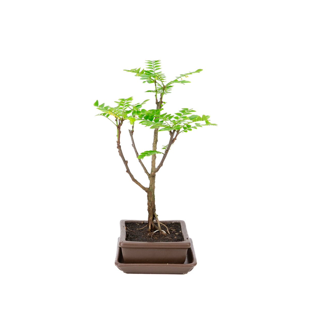 Bonsai di Phyllanthus buxifolius in vaso marrone 15,5 cm, altezza ~33 cm