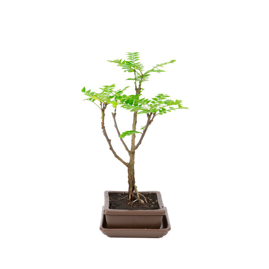 Bonsai di Phyllanthus buxifolius in vaso marrone 15,5 cm, altezza ~33 cm