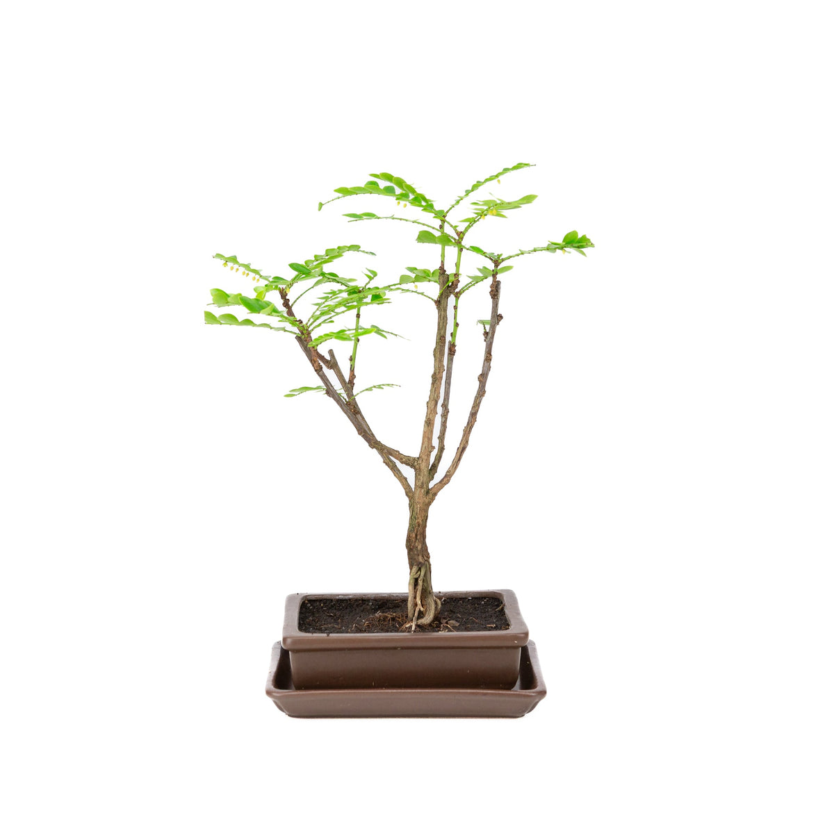 Bonsai di Phyllanthus buxifolius in vaso marrone 15,5 cm, altezza ~33 cm