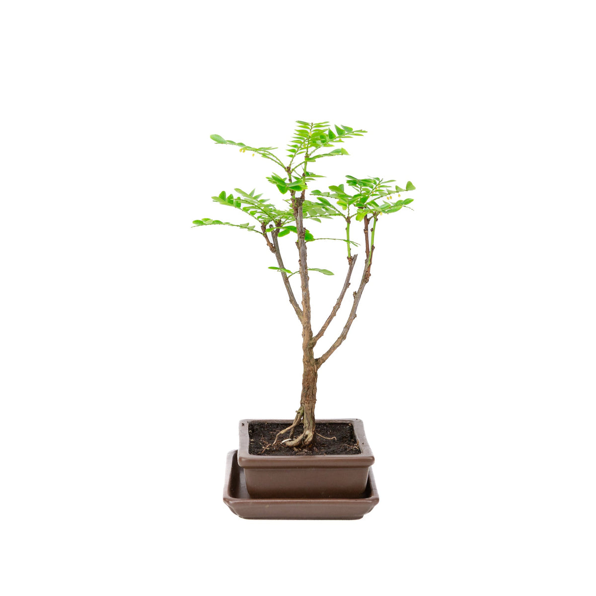 Bonsai di Phyllanthus buxifolius in vaso marrone 15,5 cm, altezza ~33 cm