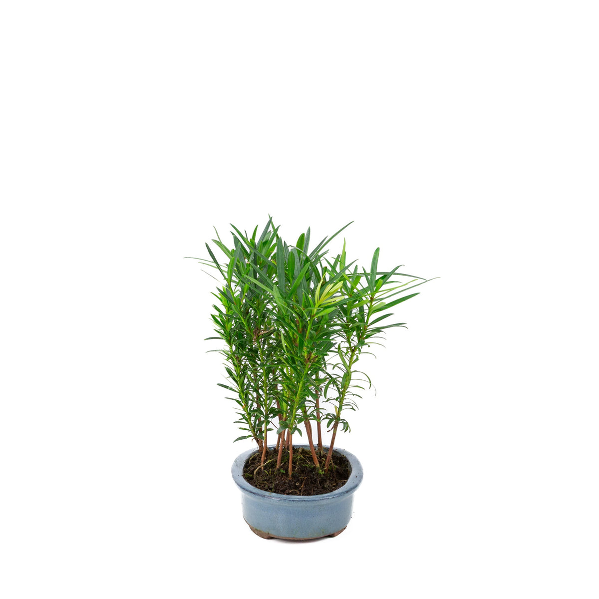 Gruppo di Podocarpus macrophylla in vaso ovale da 20 cm, altezza ~35 cm