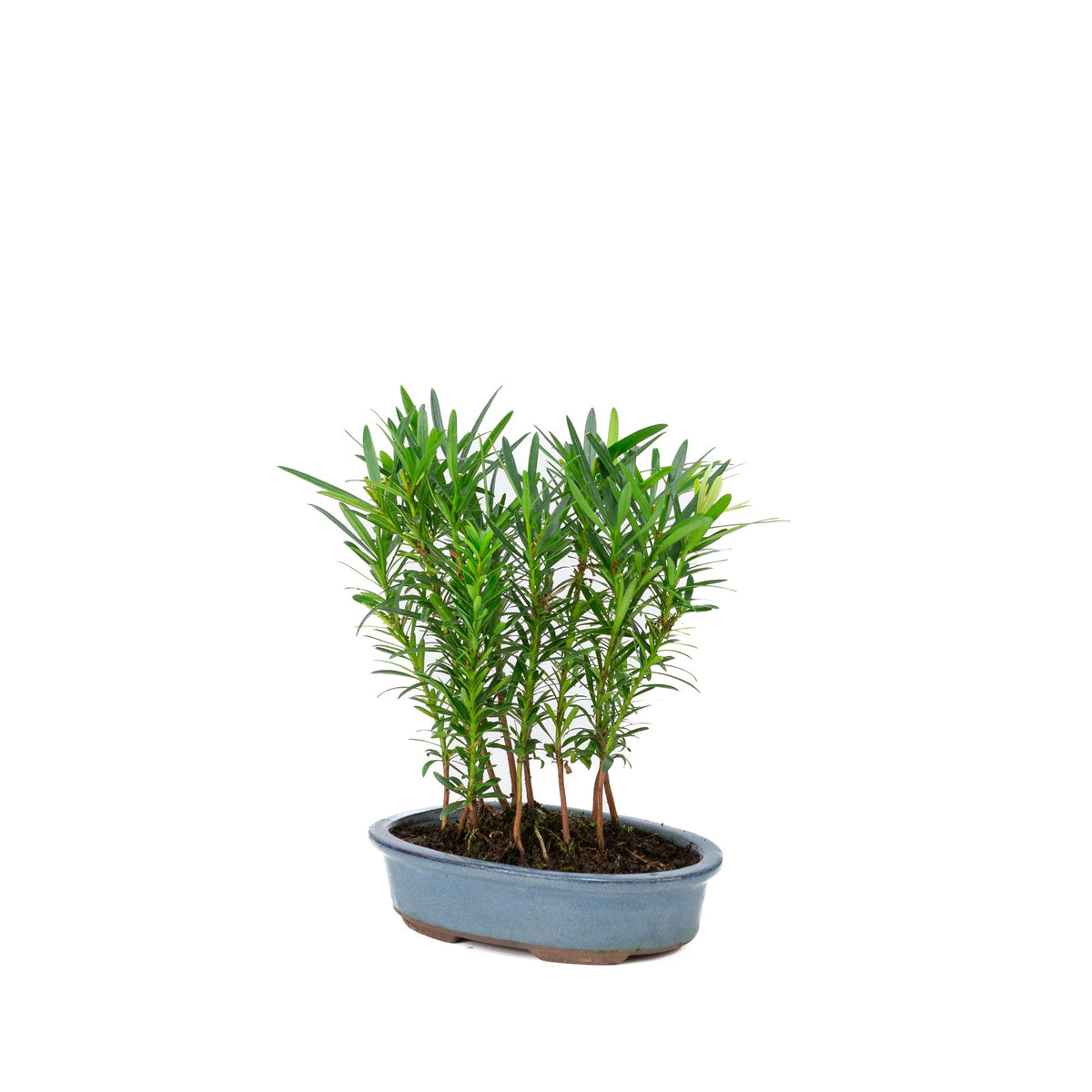 Gruppo di Podocarpus macrophylla in vaso ovale da 20 cm, altezza ~35 cm