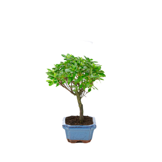 Rhododendron indicum forma a scopa, vaso blu 15cm, altezza ~27cm