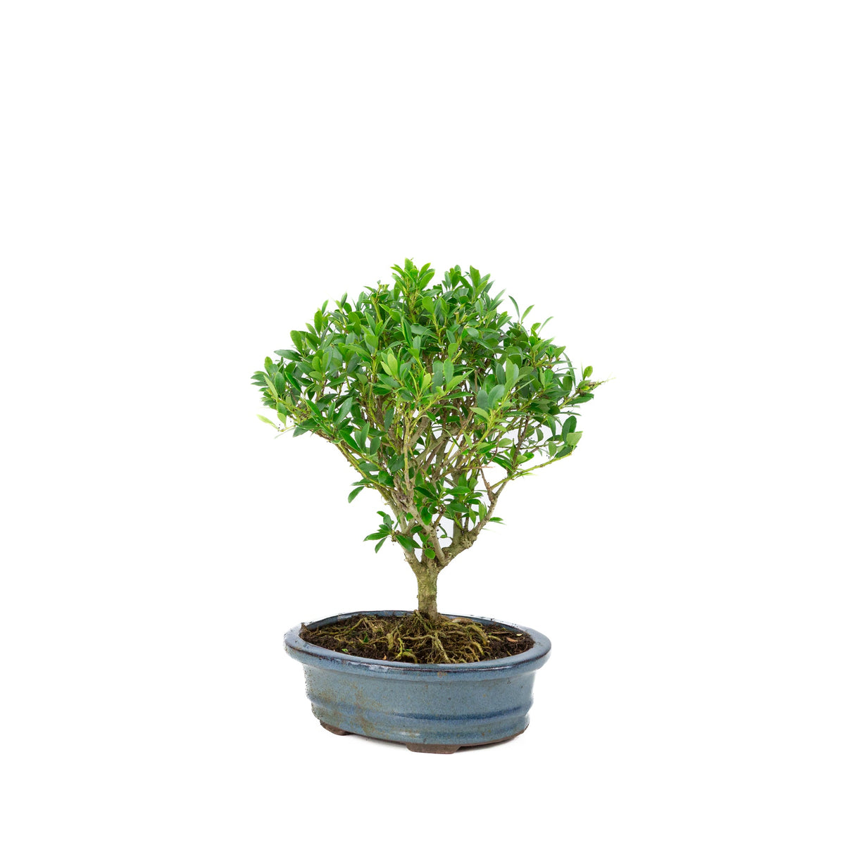 Bonsai di Ilex crenata (Agrifoglio giapponese) in vaso blu 18cm, altezza ~25cm