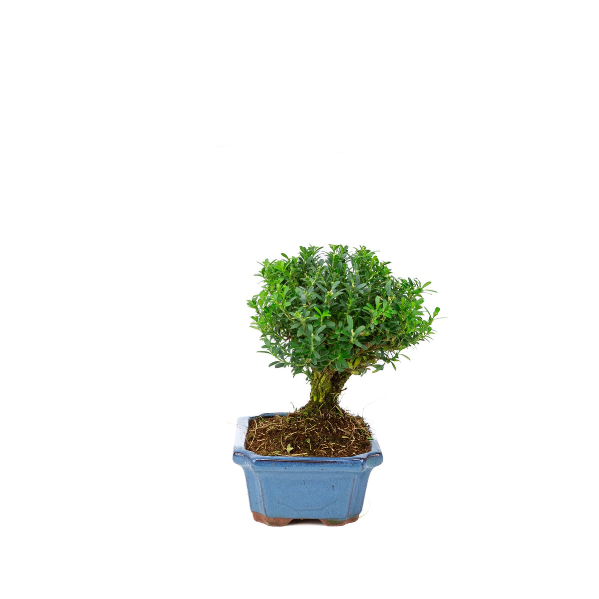 Buxus harlandii forma a scopa, vaso blu 19cm, altezza ~25cm