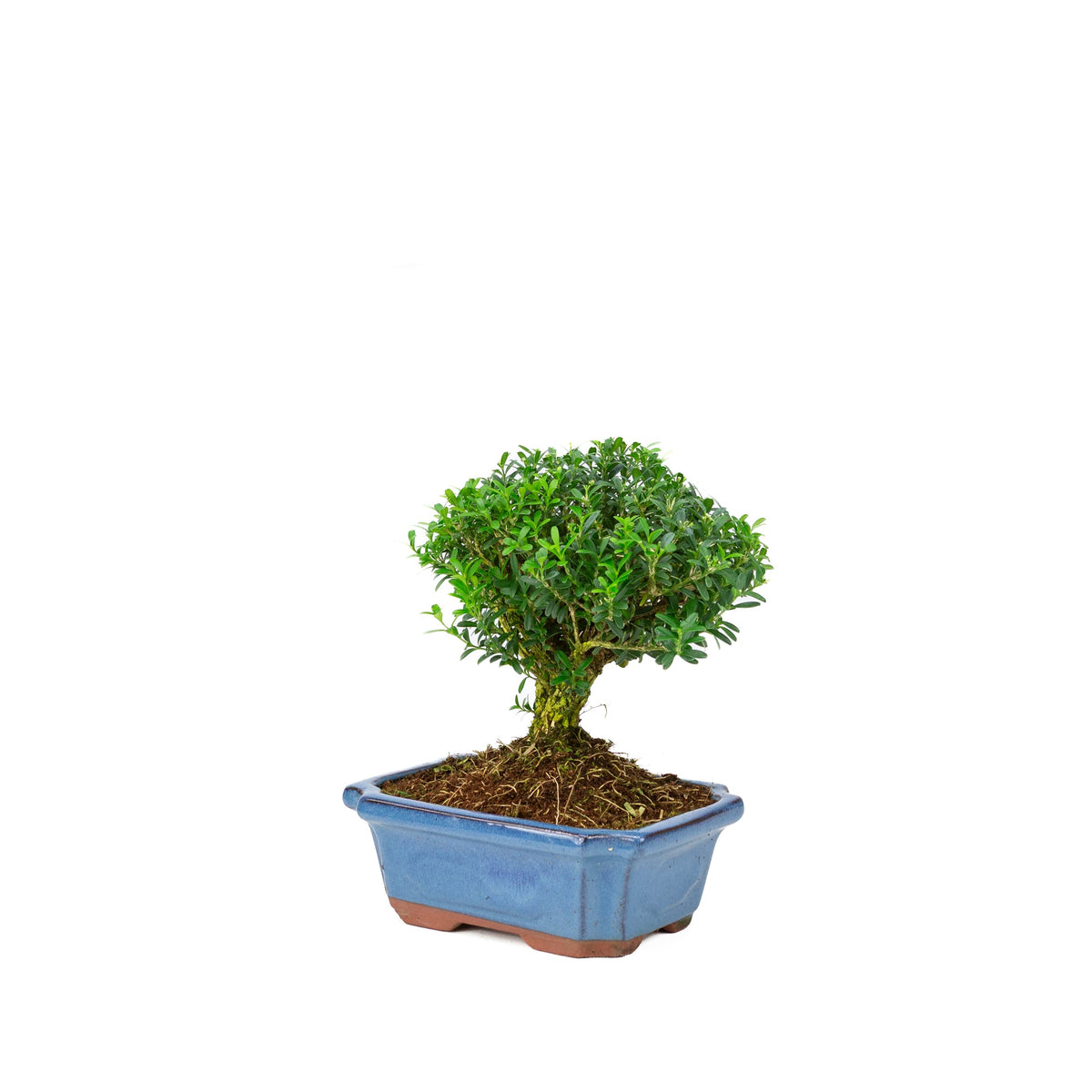 Buxus harlandii forma a scopa, vaso blu 19cm, altezza ~25cm