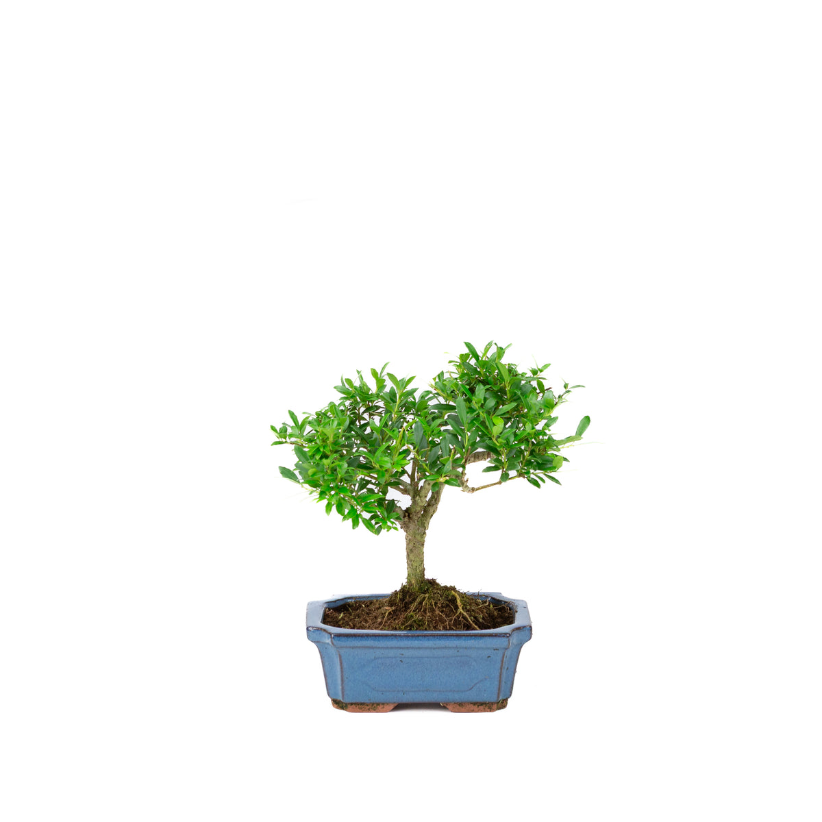 Buiten Bonsai Ilex crenata blauwe rechthoekige pot 15cm, hoogte ~ 24cm