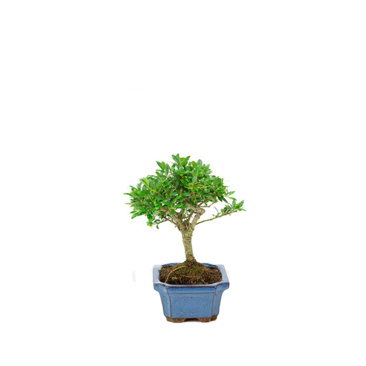 Ilex crenata (agrifoglio giapponese) vaso rettangolare blu 15cm, altezza ~24cm