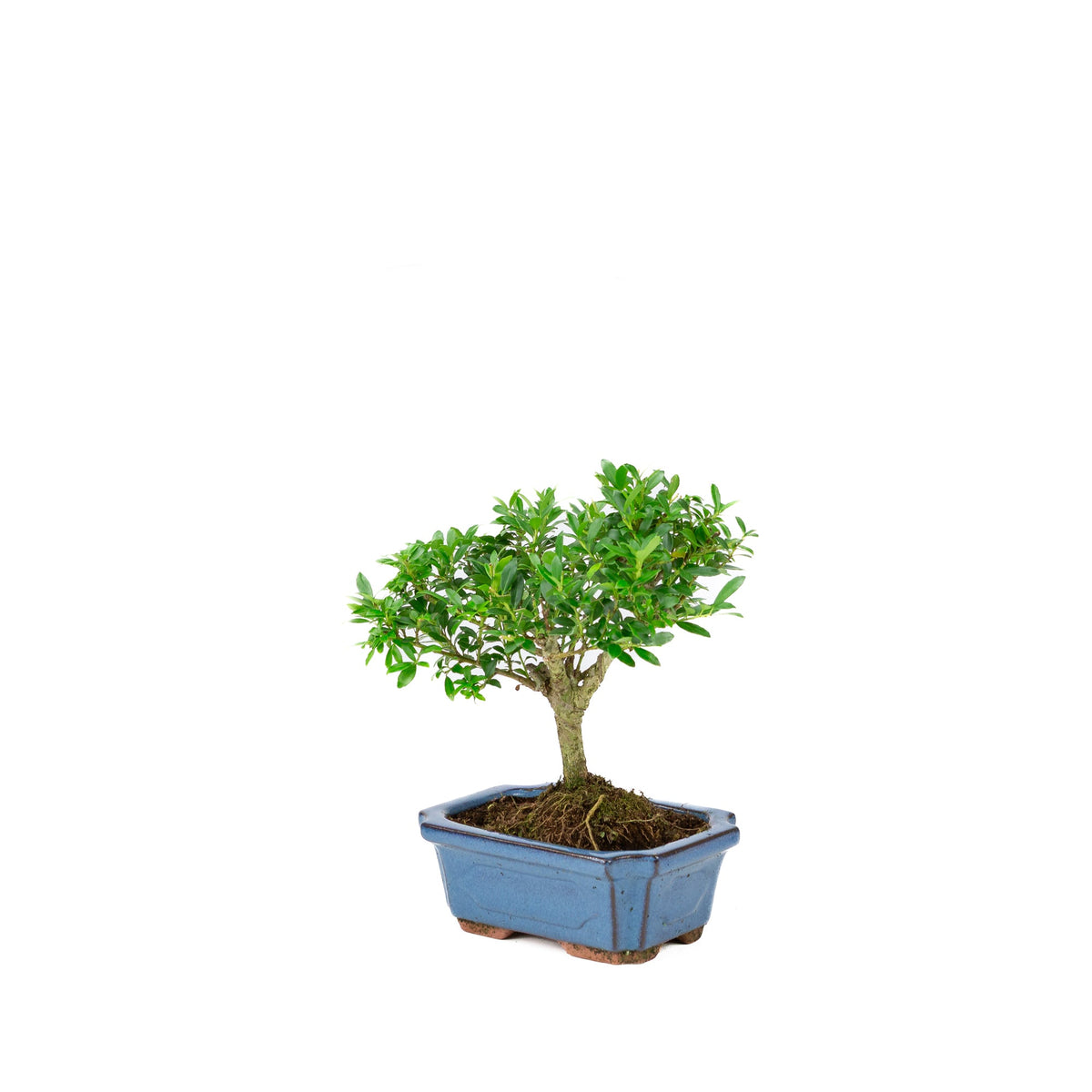 Ilex crenata (agrifoglio giapponese) vaso rettangolare blu 15cm, altezza ~24cm