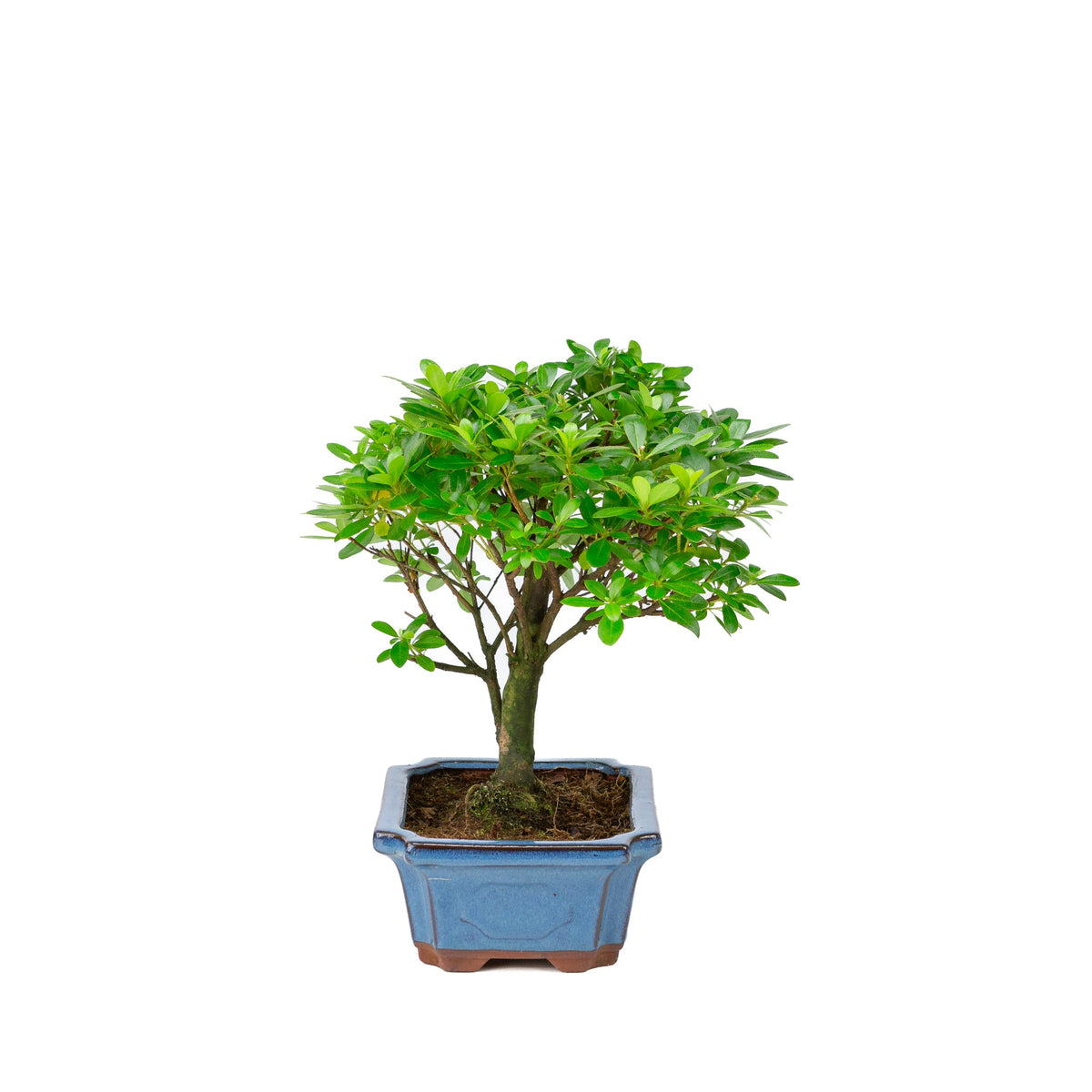 Rhododendron indicum forma a scopa vaso blu 18cm, altezza ~36cm