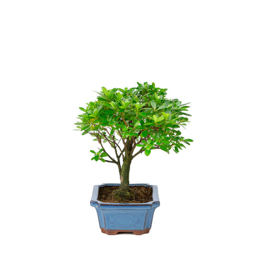 Rhododendron indicum forma a scopa vaso blu 18cm, altezza ~36cm