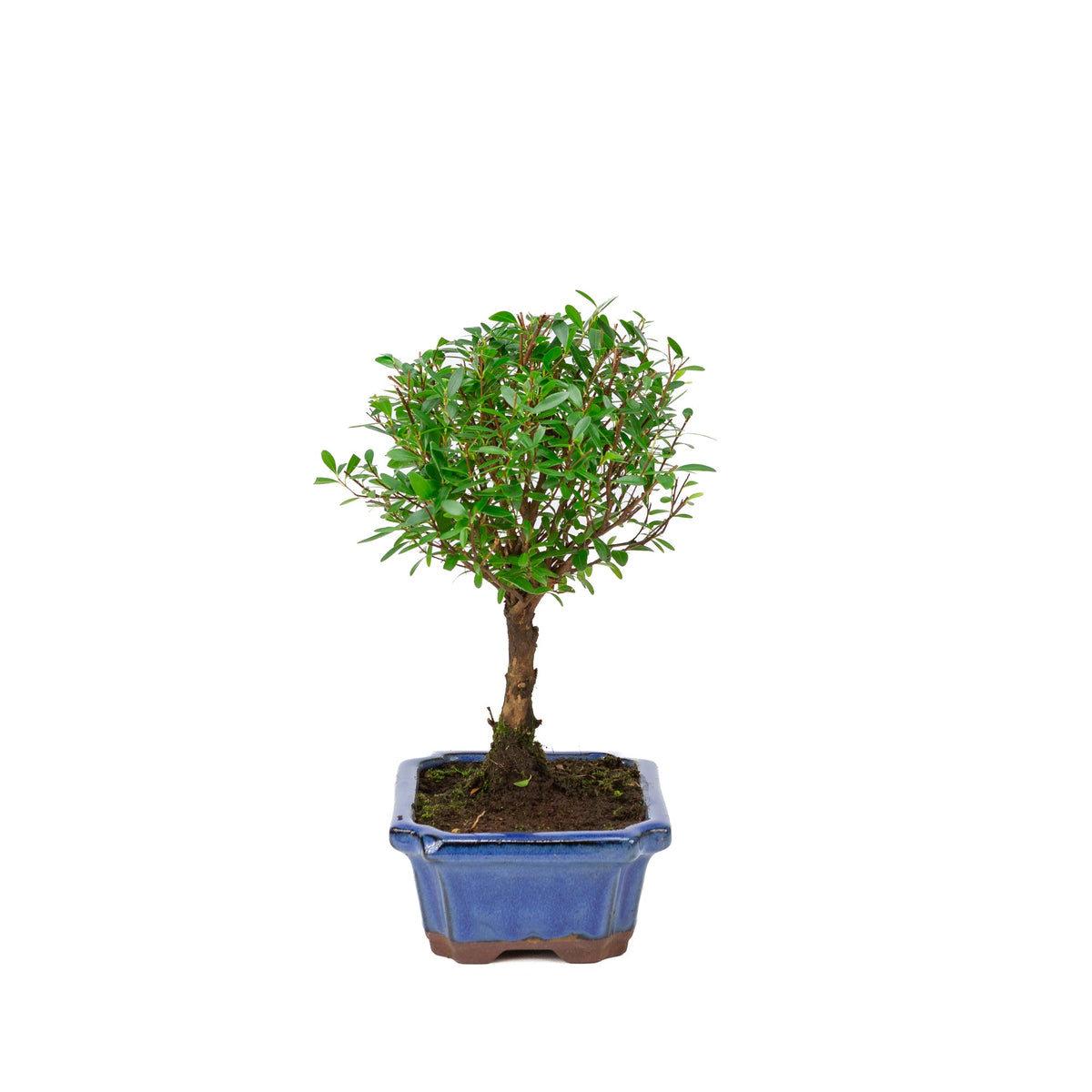 Syzygium buxifolium vaso blu 19cm, altezza ~30cm