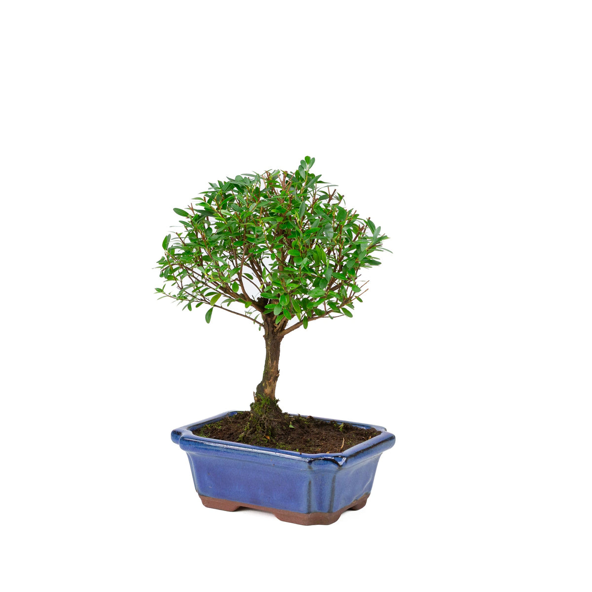 Syzygium buxifolium vaso blu 19cm, altezza ~30cm