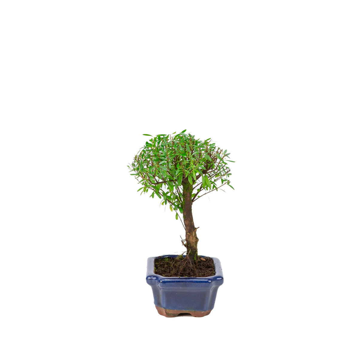 Syzygium buxifolium vaso blu 15 cm, altezza ~25 cm