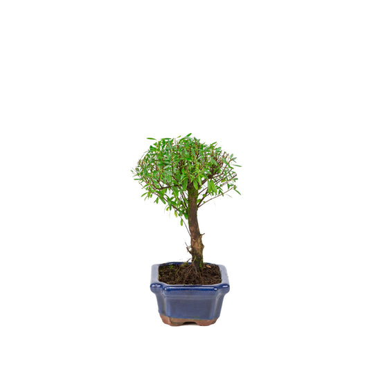 Syzygium buxifolium vaso blu 15 cm, altezza ~25 cm