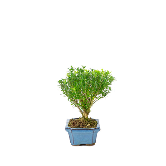 Buxus harlandii forma a scopa vaso blu 15cm, altezza ~22cm