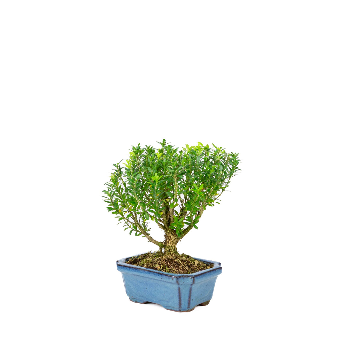 Buxus harlandii forma a scopa vaso blu 15cm, altezza ~22cm