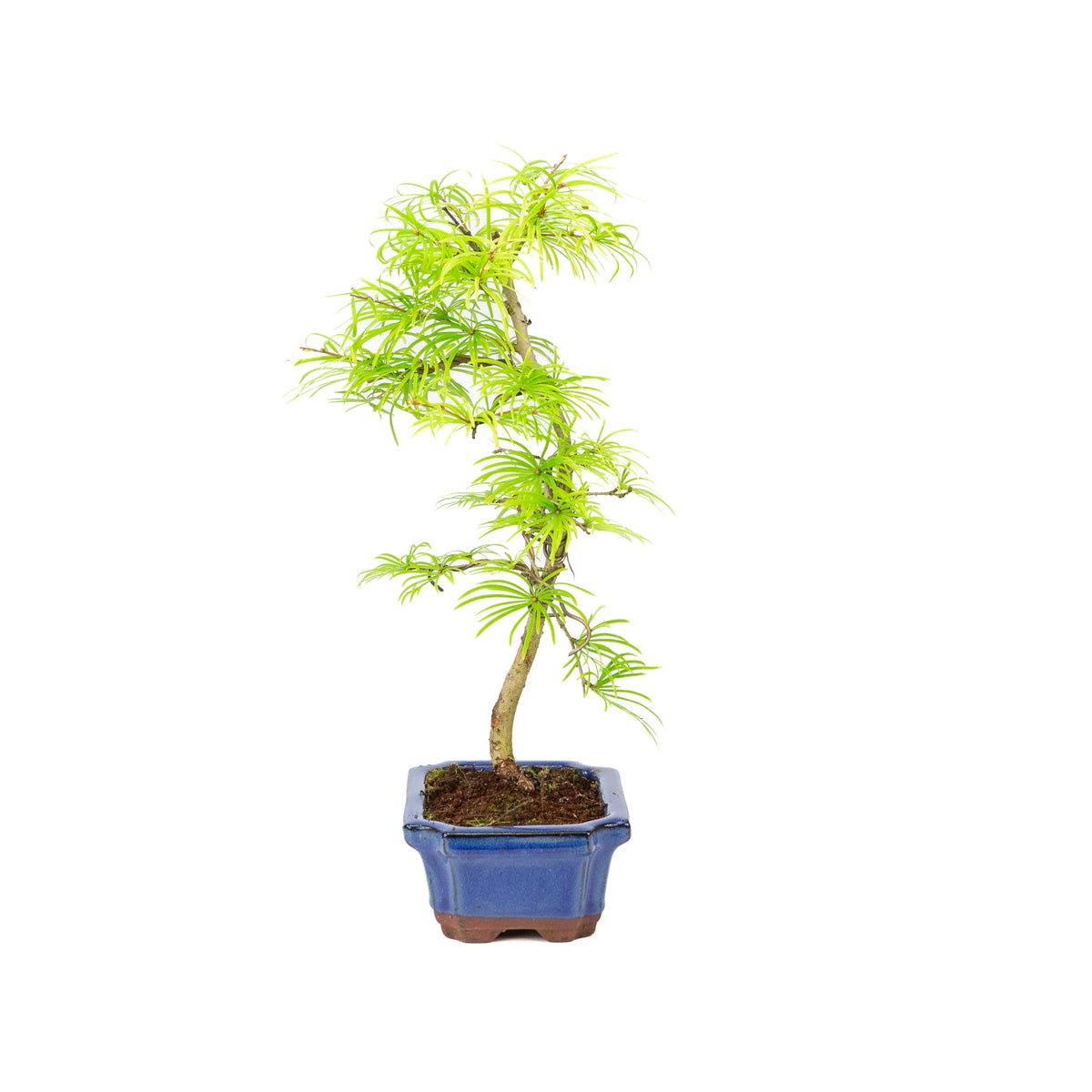 Pseudolarix forma, vaso rettangolare blu 15cm, altezza ~35cm