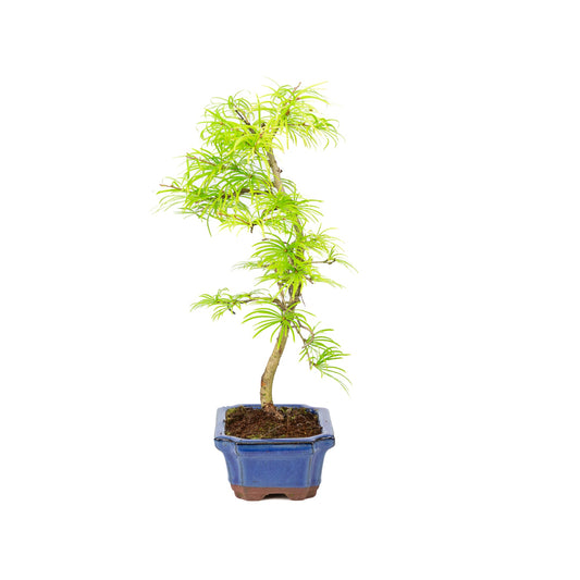 Pseudolarix forma, vaso rettangolare blu 15cm, altezza ~35cm
