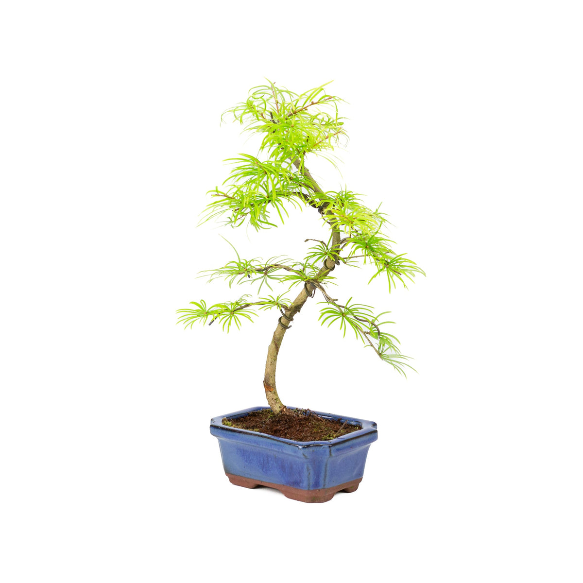 Pseudolarix forma, vaso rettangolare blu 15cm, altezza ~35cm