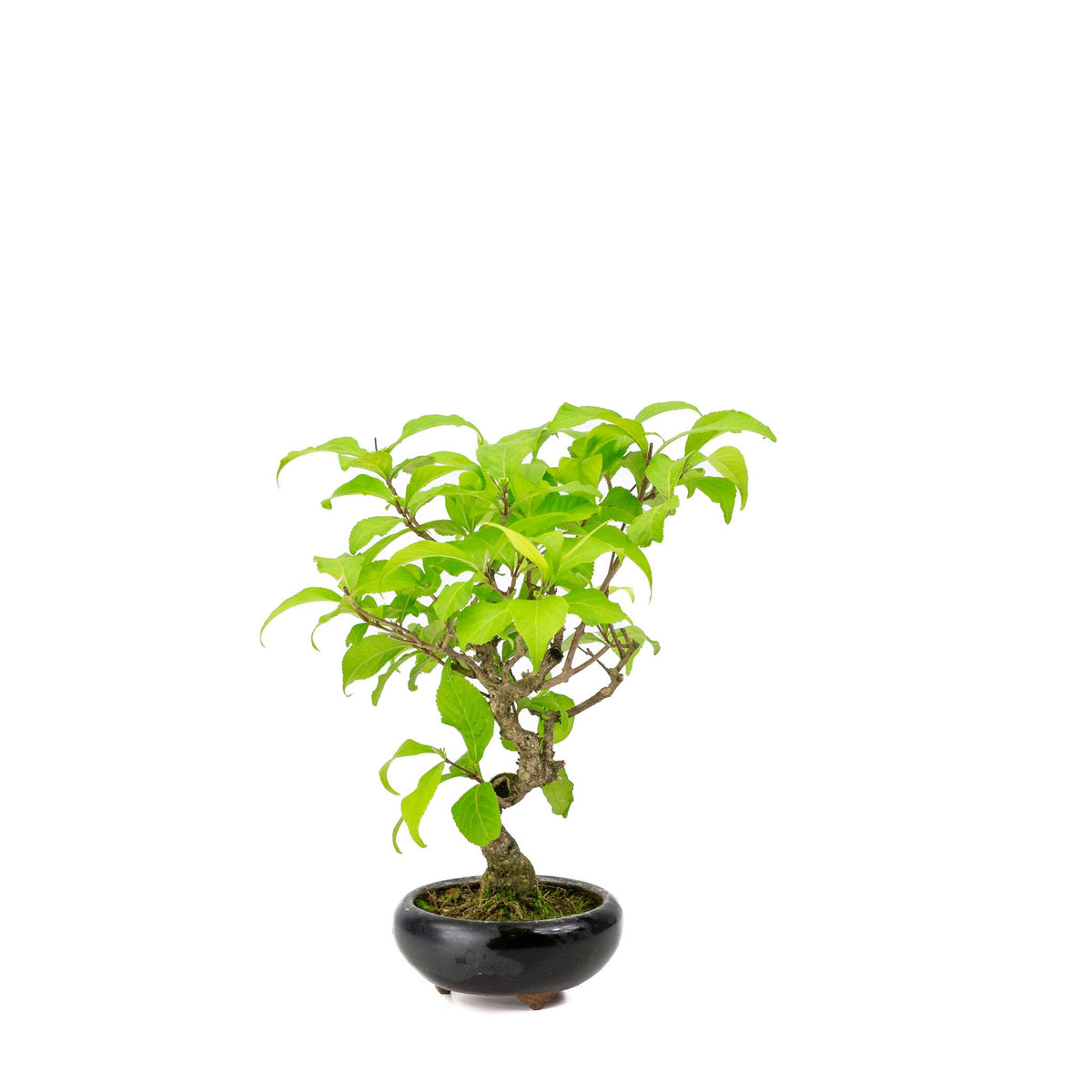 Buiten Bonsai Callicarpa blauwe ronde pot 9cm, hoogte ~25cm