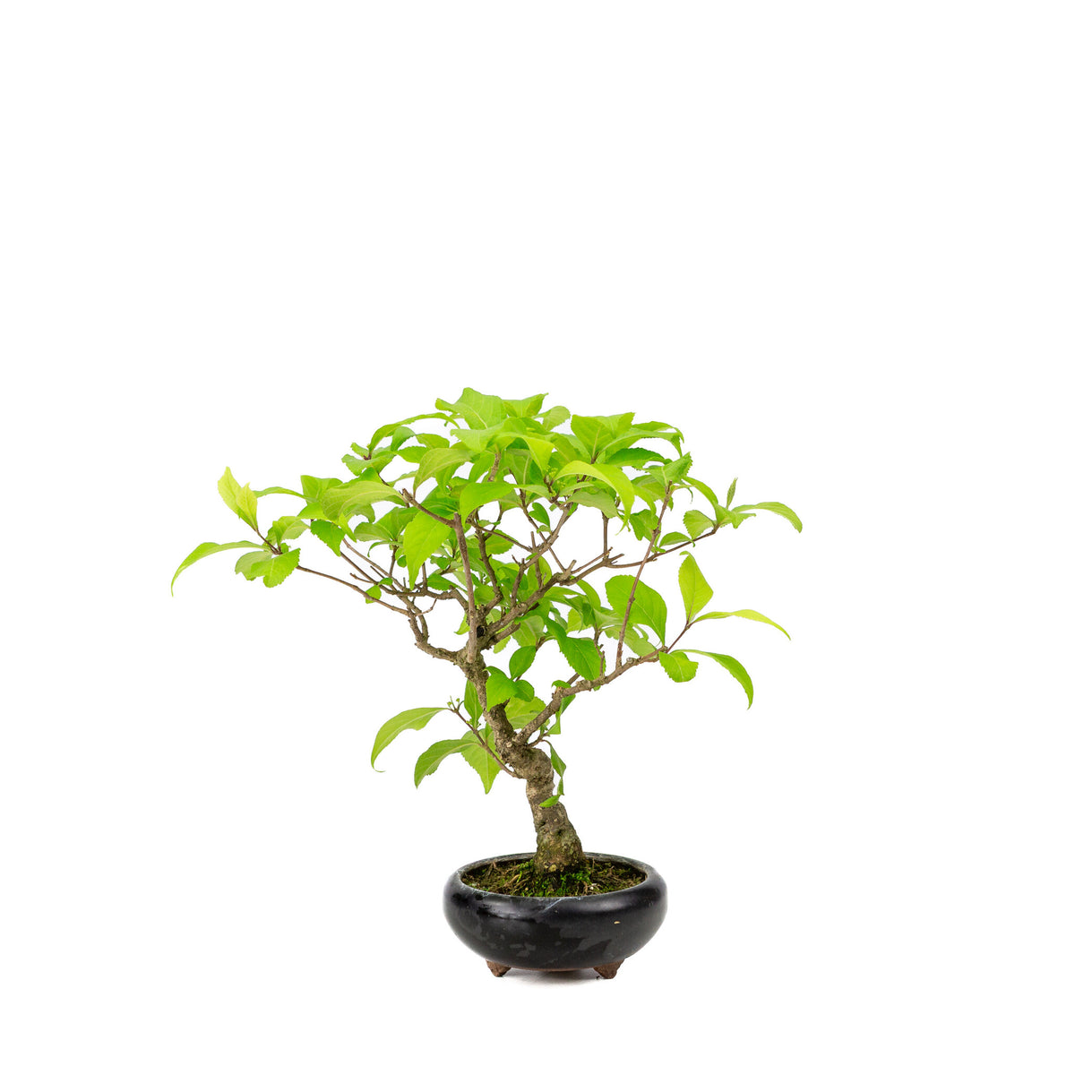 Buiten Bonsai Callicarpa blauwe ronde pot 9cm, hoogte ~25cm