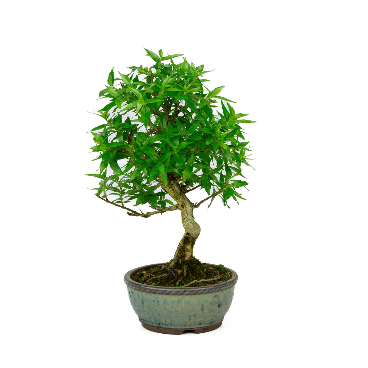 Buiten Bonsai Asplenium blauwe ronde pot 13cm, hoogte ~30cm
