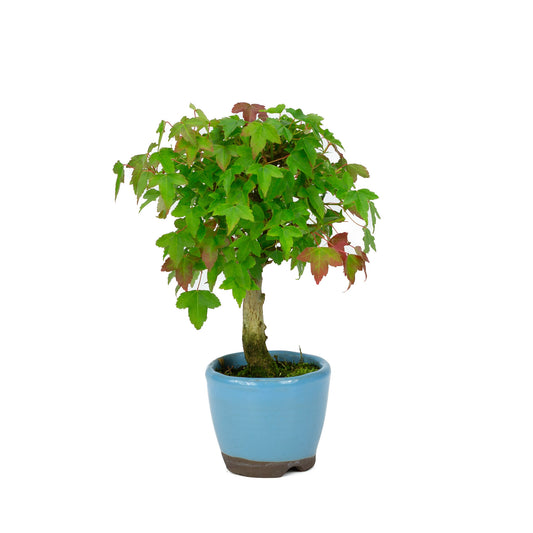 Buiten Shohin Bonsai Acer buergerianum licht blauwe ronde pot 8cm, hoogte ~23cm