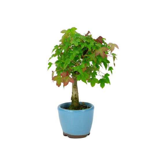 Buiten Shohin Bonsai Acer buergerianum licht blauwe ronde pot 8cm, hoogte ~23cm