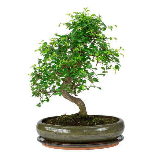 Binnen Bonsai Zelkova shape groene ovale pot 29cm, hoogte ~ 40cm