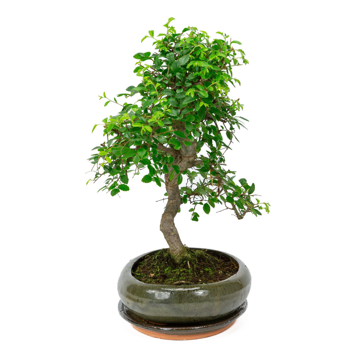 Binnen Bonsai Zelkova shape groene ovale pot 29cm, hoogte ~ 40cm