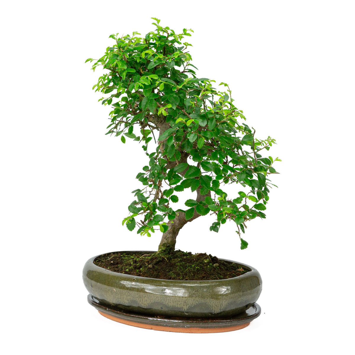 Binnen Bonsai Zelkova shape groene ovale pot 29cm, hoogte ~ 40cm