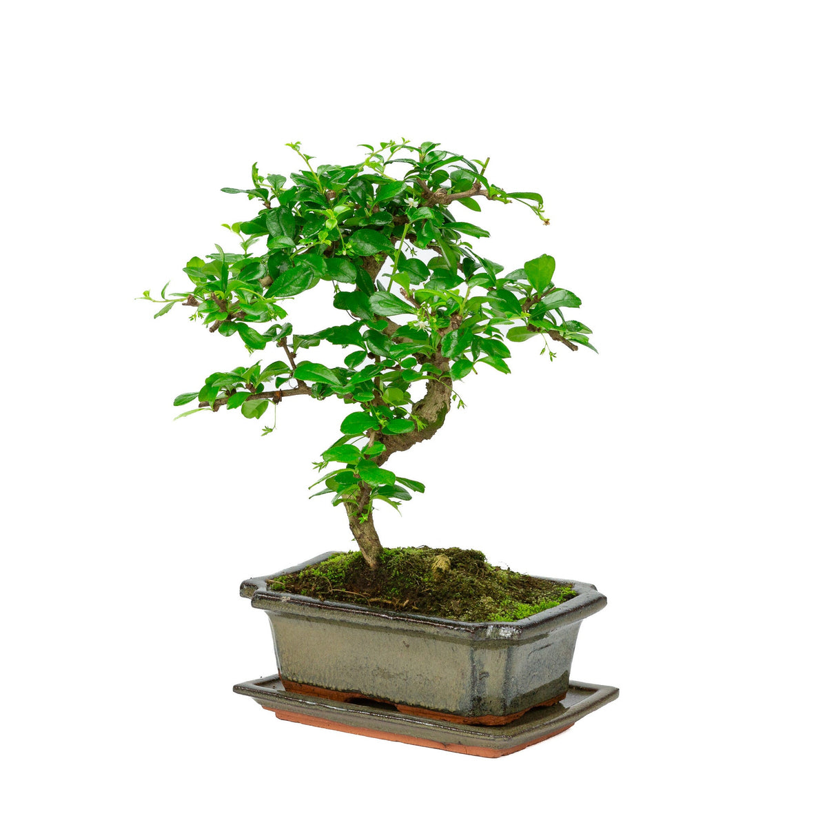 Binnen Bonsai Carmona shape groene rechthoekige pot 20cm, hoogte ~30cm