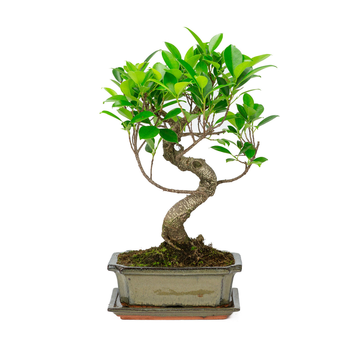 Binnen Bonsai Ficus retusa shape groene rechthoekige pot 20cm, hoogte ~ 36cm