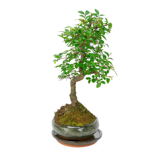 Binnen Bonsai Zelkova shape groene ovale pot 24cm, hoogte ~ 35cm