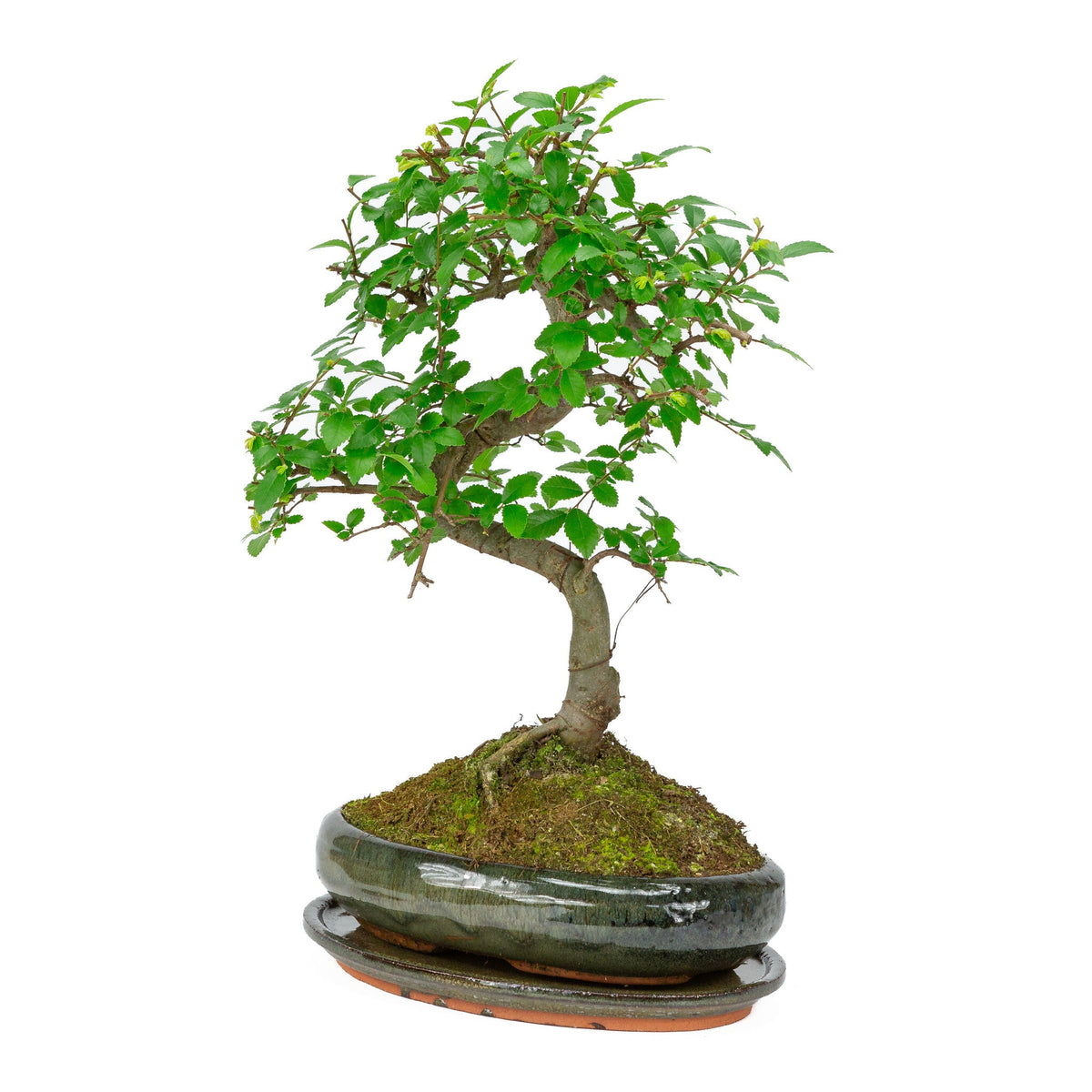 Binnen Bonsai Zelkova shape groene ovale pot 24cm, hoogte ~ 35cm