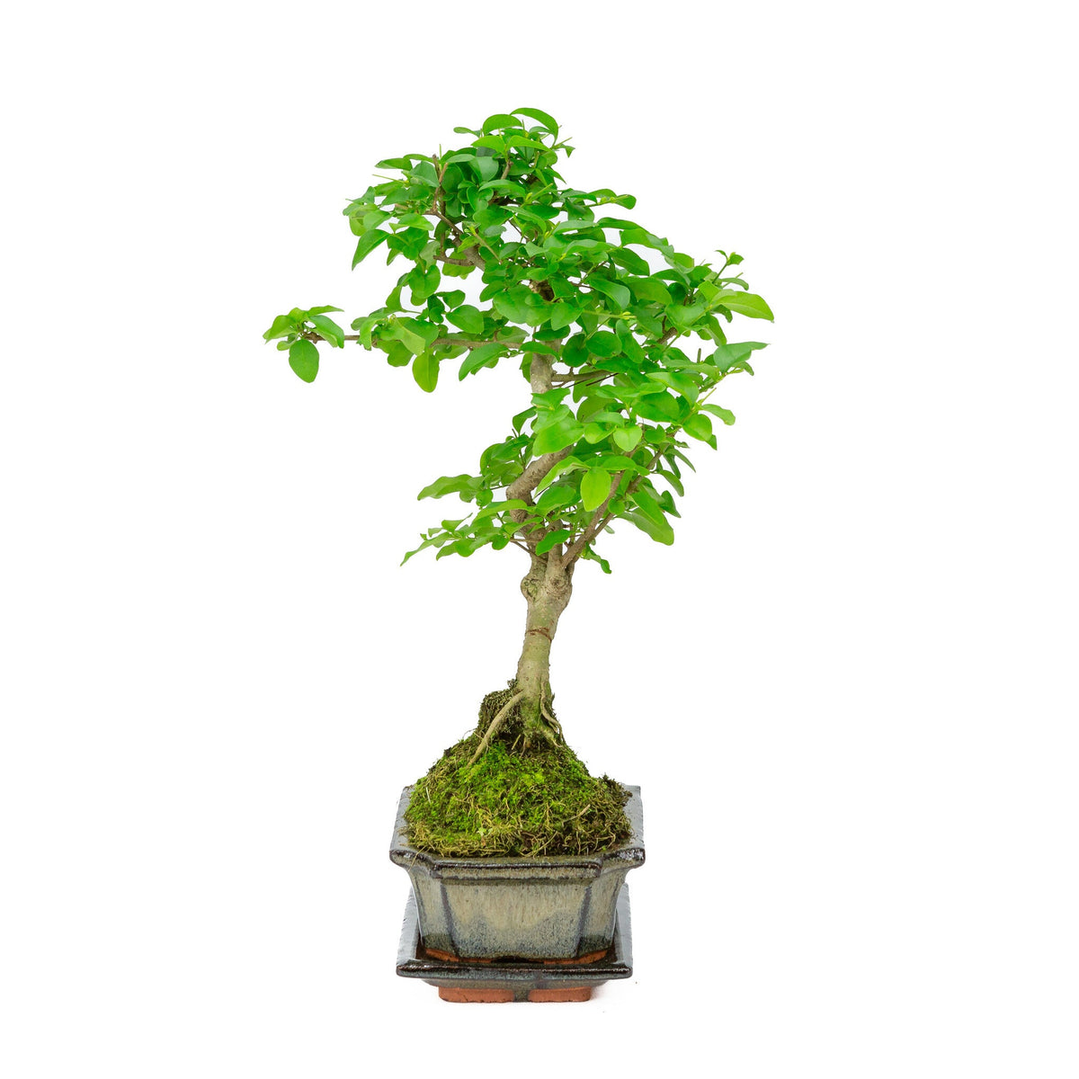Binnen Bonsai Ligustrum sinensis shape groene rechthoekige pot 15cm, hoogte ~ 28cm