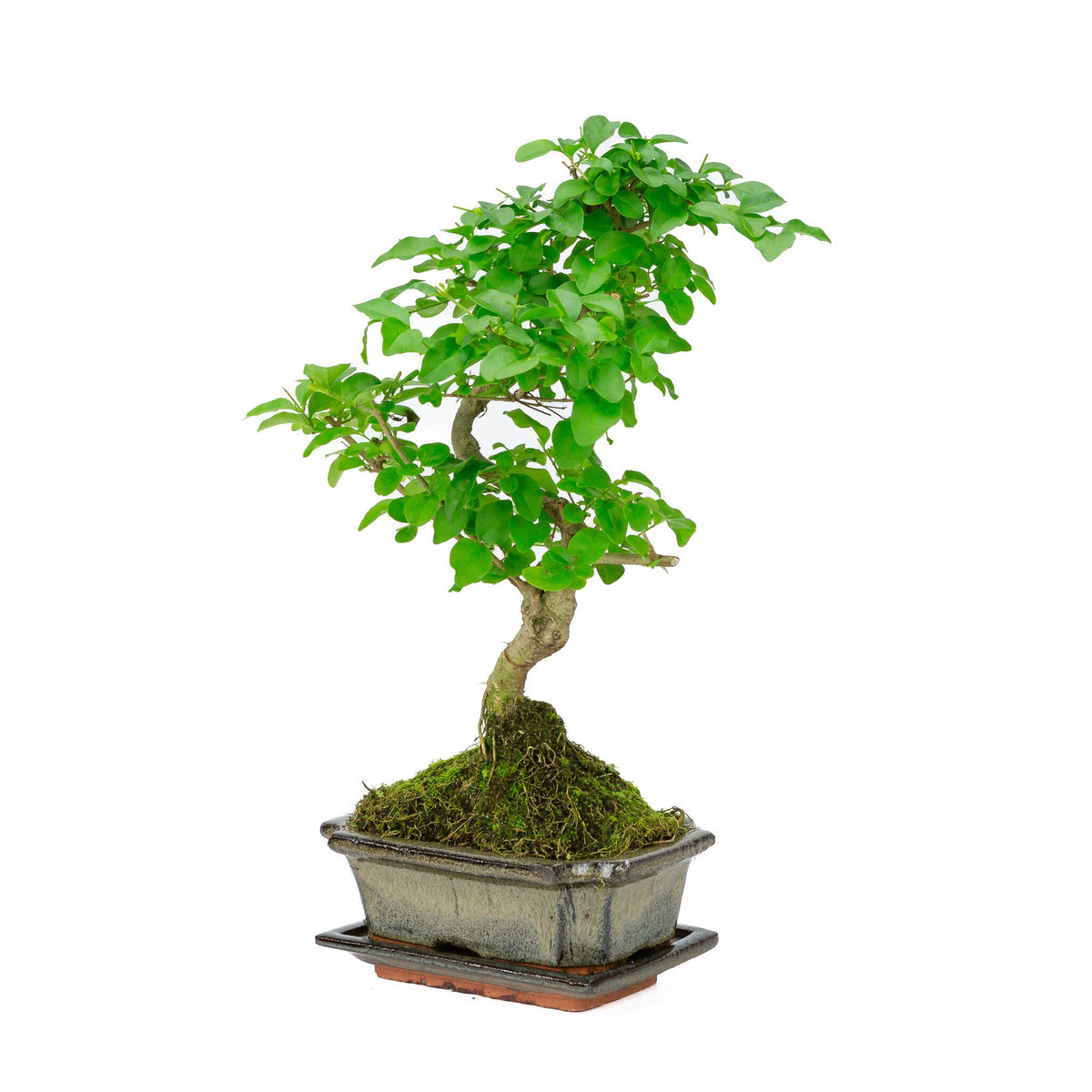 Binnen Bonsai Ligustrum sinensis shape groene rechthoekige pot 15cm, hoogte ~ 28cm