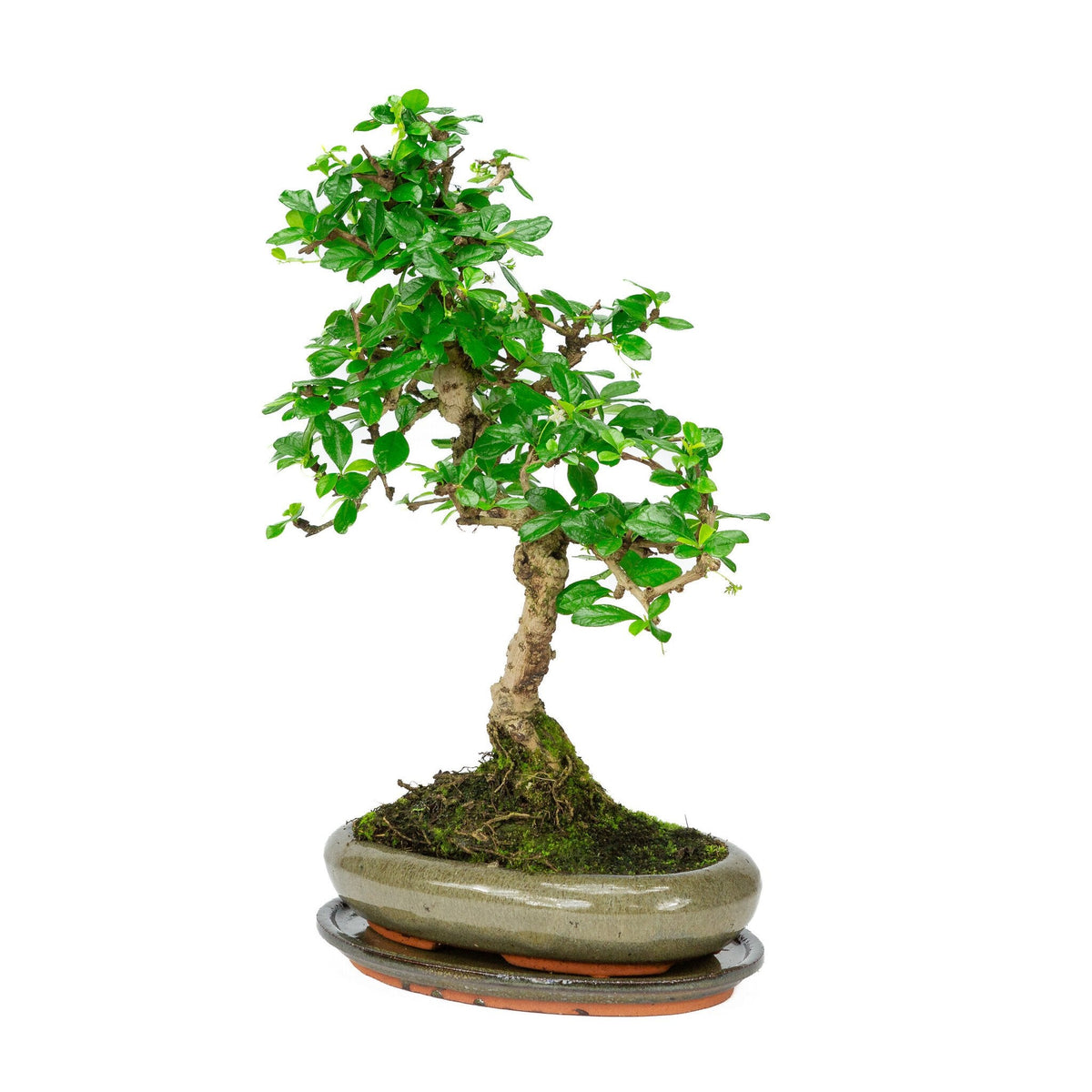 Binnen Bonsai Carmona microphylla shape groene ovale pot 24cm, hoogte ~33cm