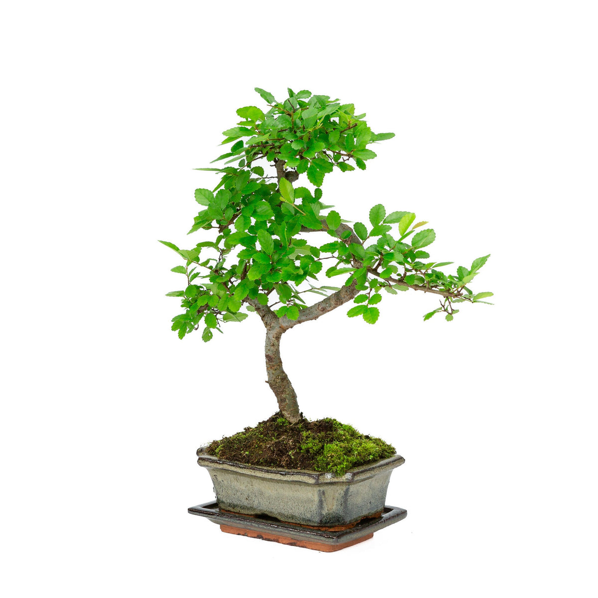 Binnen Bonsai Zelkova shape groene rechthoekige pot 15cm, hoogte ~ 30cm
