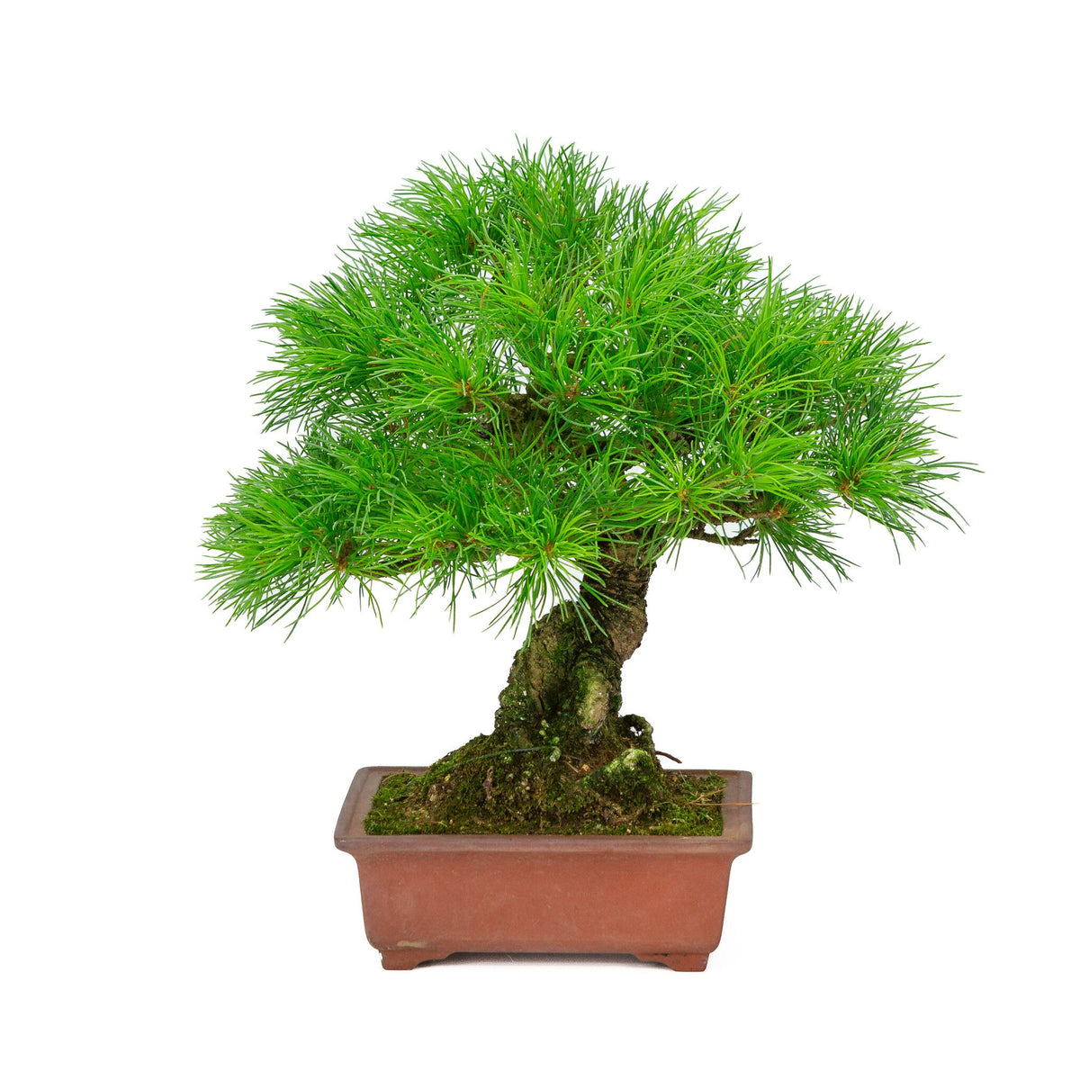 Buiten Bonsai Pinus parviflora ongeglazuurde rechthoekige pot 15cm, hoogte ~28cm
