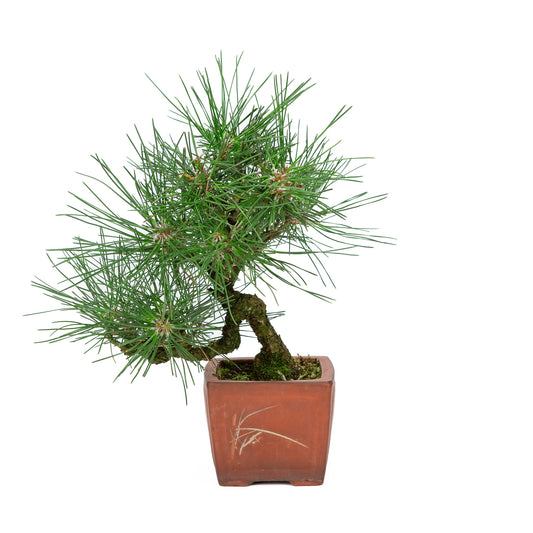 Buiten Bonsai Pinus thunbergii ongeglazuurde vierhoekige pot 11cm, hoogte ~35cm