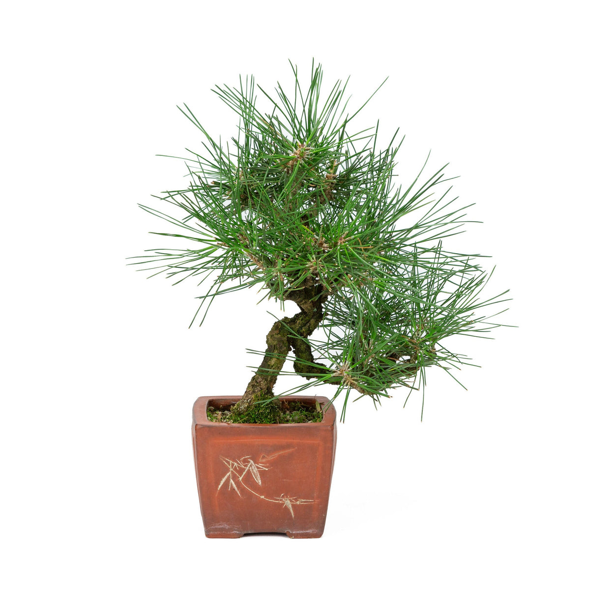 Buiten Bonsai Pinus thunbergii ongeglazuurde vierhoekige pot 11cm, hoogte ~35cm