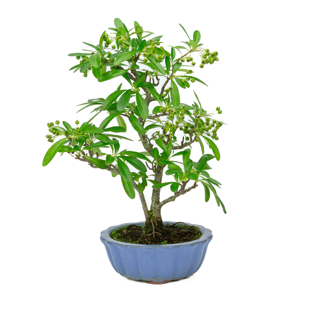 Buiten Bonsai Pyracantha licht blauwe ronde pot 15cm, hoogte ~34cm